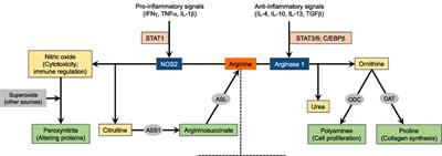 Arginine Metabolism in Myeloid Cells Shapes Innate and Adaptive Immunity